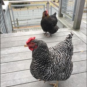 Meet your Posher, Cindy